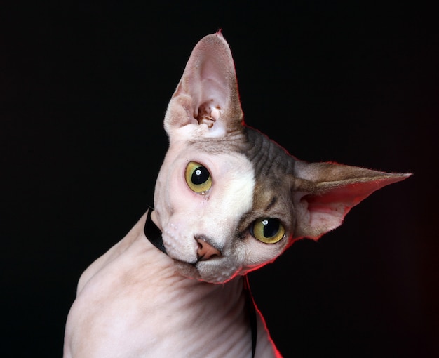 Los gatos con ojos de dos colores: un símbolo de dualidad y misterio