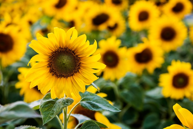 Los girasoles: más que una flor, un símbolo de luz, felicidad y esperanza