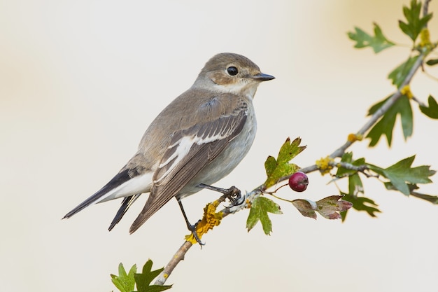 Los gorriones: un símbolo de libertad y alegría en la naturaleza