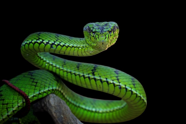 Los ojos de serpiente: un símbolo de sabiduría y poder