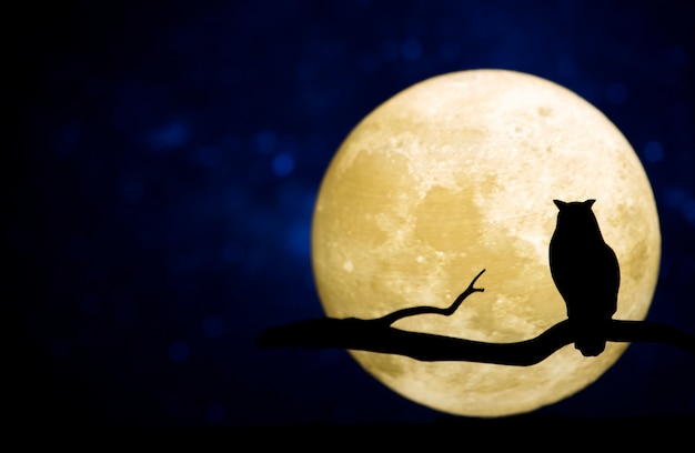 Luna de ciervo en diferentes culturas: Cómo esta imagen es interpretada y valorada en distintas tradiciones y creencias alrededor del mundo.
