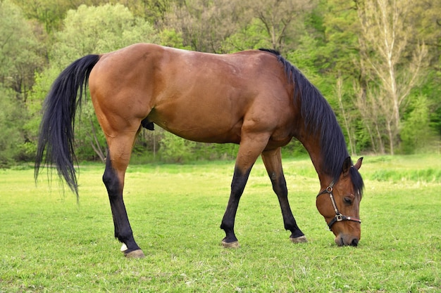 Qué significa soñar con caballo