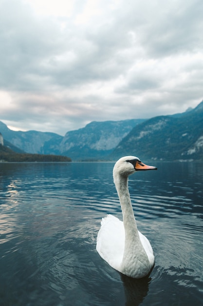 Qué significa soñar con cisne