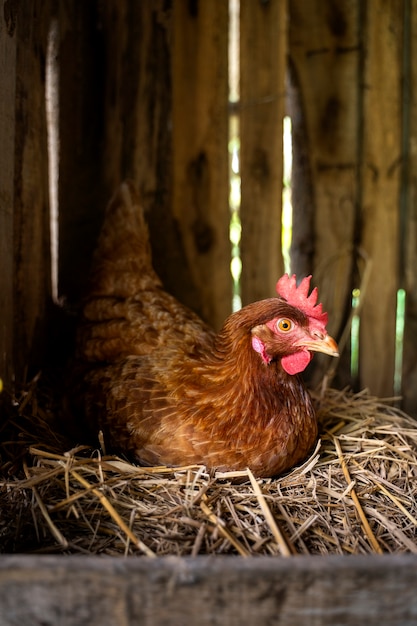 Qué significa soñar con gallina