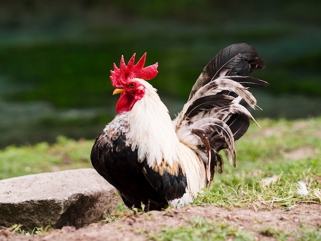 Qué significa soñar con gallo