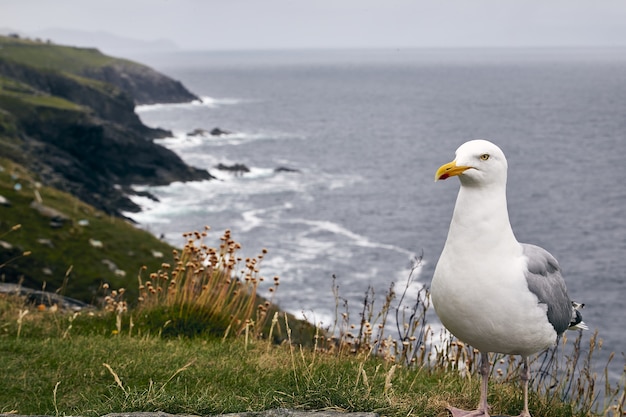 Qué significa soñar con gaviota