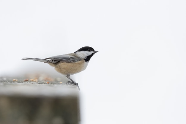 Qué significa soñar con golondrina