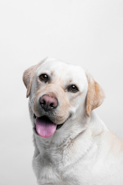 Qué significa soñar con labrador