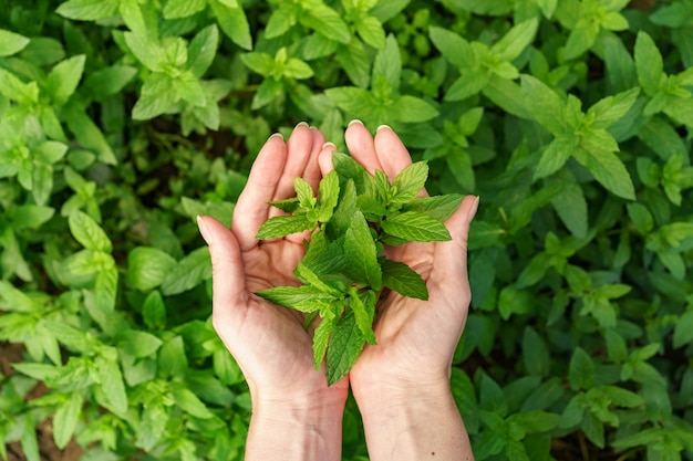 Qué significa soñar con menta