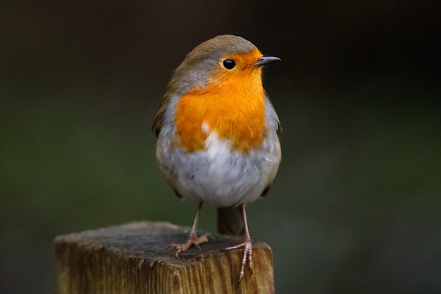 Qué significa soñar con pájaros