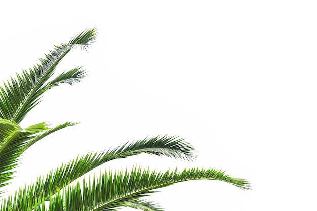 Qué significa soñar con palmera