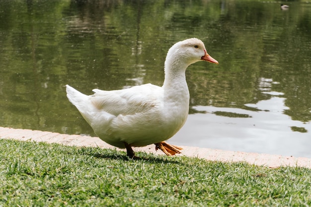 Qué significa soñar con patos