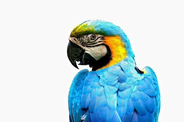 Qué significa soñar con pelicano