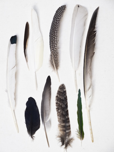 Qué significa soñar con pluma