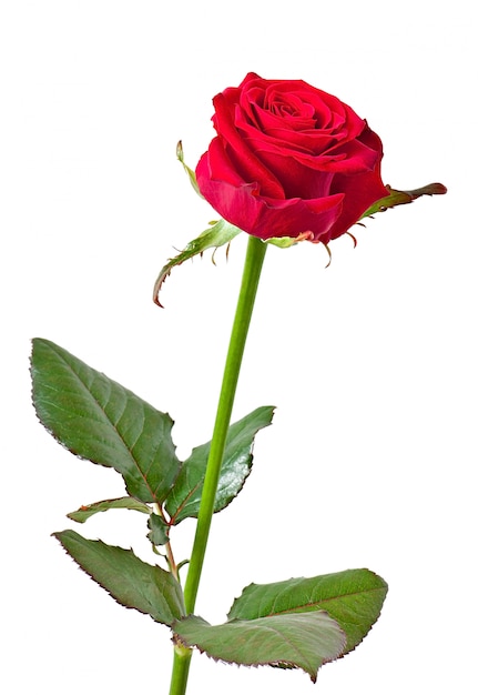 Qué significa soñar con rosas