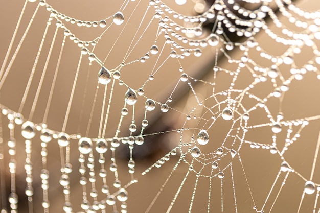 Qué significa soñar con telaraña