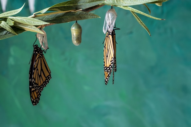 Qué significa soñar con transformación