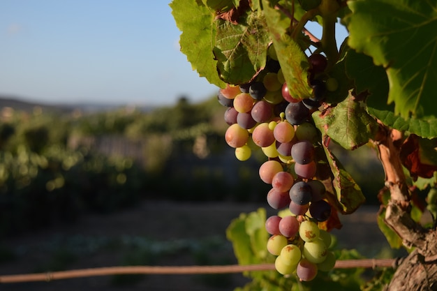 Qué significa soñar con viñedo