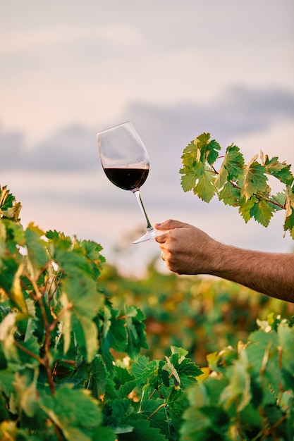Qué significa soñar con vinos