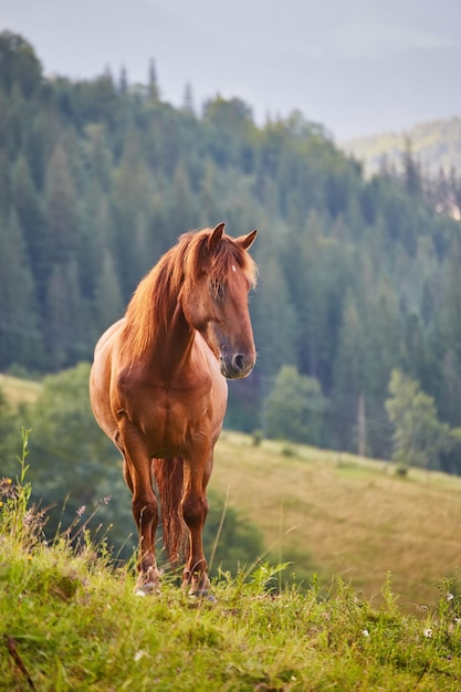 Significado de soñar con caballo