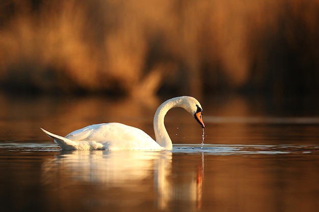 Significado de soñar con cisne
