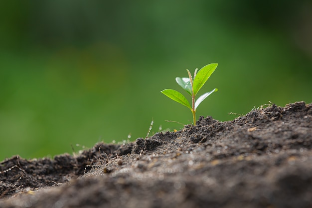 Significado de soñar con crecer