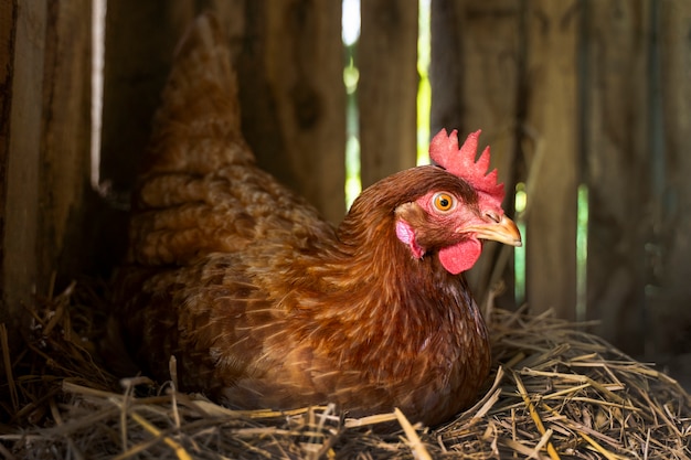 Significado de soñar con gallina