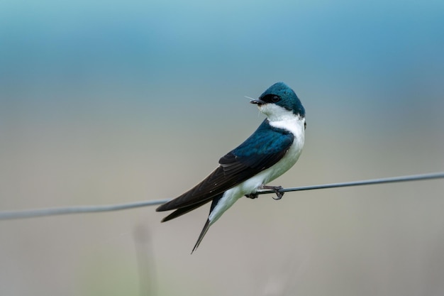 Significado de soñar con golondrina