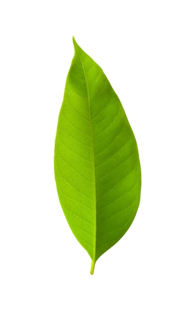 Significado de soñar con hoja