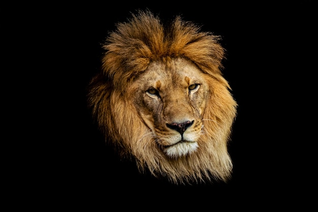 Significado de soñar con león