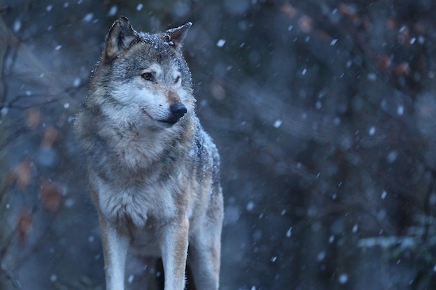 Significado de soñar con lobo