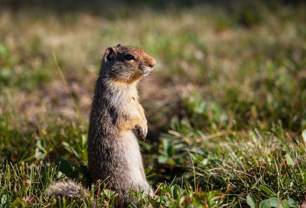Significado de soñar con marmota