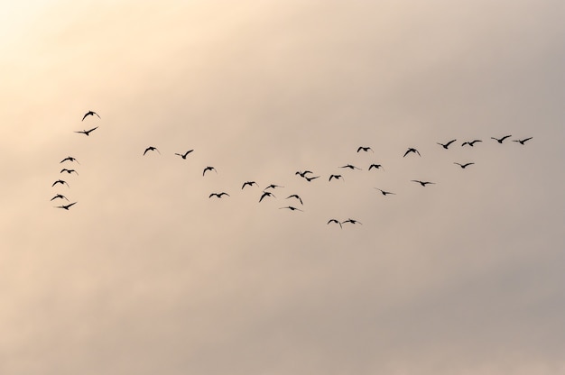 Significado de soñar con pájaros