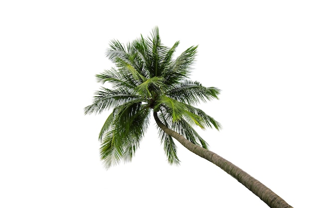 Significado de soñar con palmera
