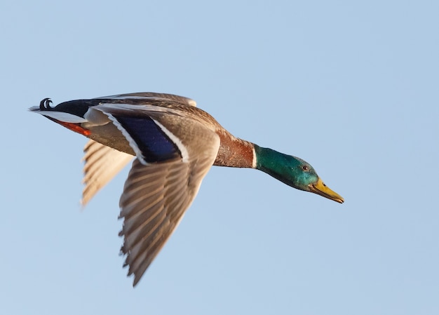 Significado de soñar con patos