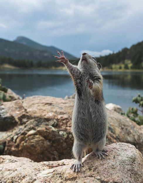 Significado de soñar con ratas-ratones
