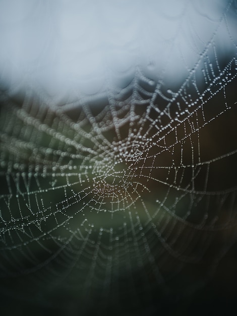 Significado de soñar con telaraña