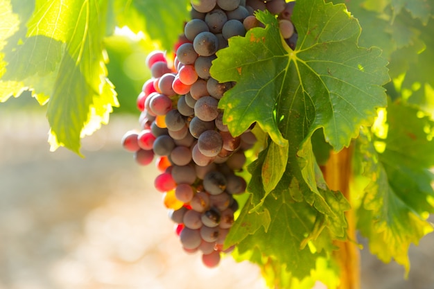 Significado de soñar con viñedo