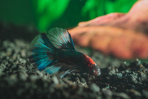 Variaciones de los sueños de acuario
