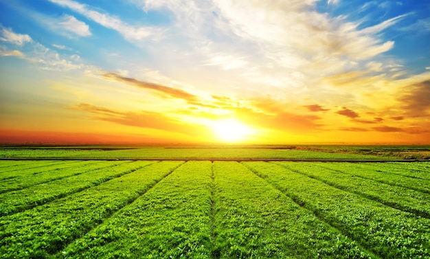 Variaciones de los sueños de alfalfa