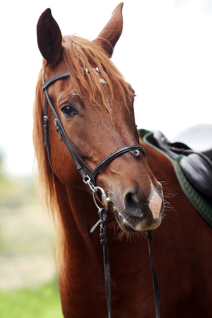 Variaciones de los sueños de caballo