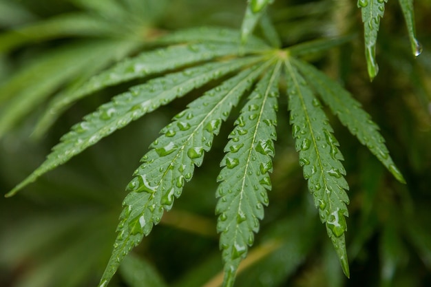 Variaciones de los sueños de droga