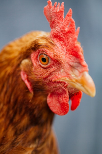 Variaciones de los sueños de gallina