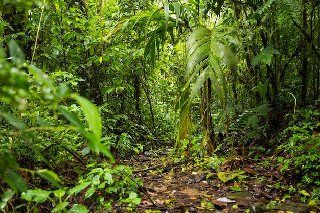 Variaciones de los sueños de jungla