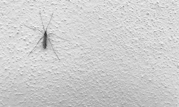 Variaciones de los sueños de mosquitos