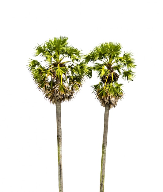 Variaciones de los sueños de palmera