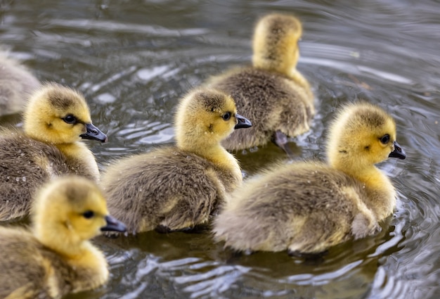 Variaciones de los sueños de patos