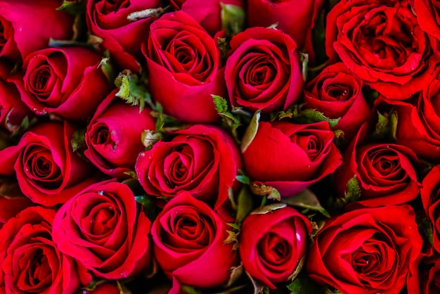 Variaciones de los sueños de rosas