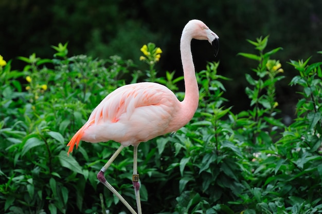Variaciones de los sueños de zoológico